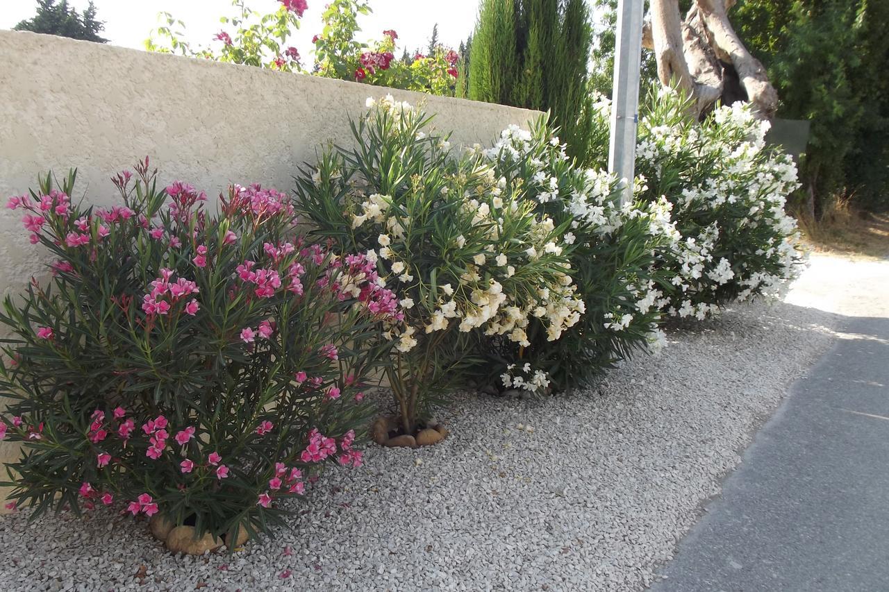 Mas De La Coucourde Bed and Breakfast Paluds de Noves Esterno foto